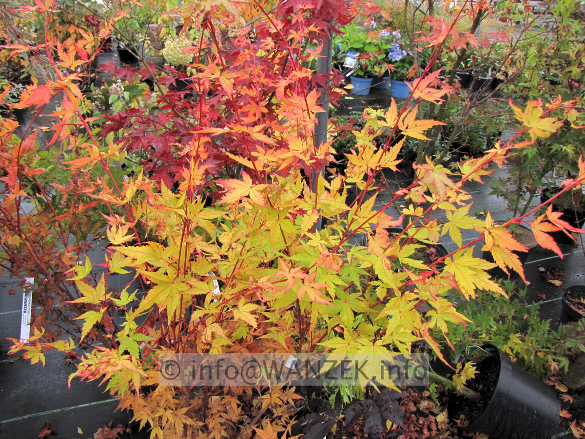 Acer palmatum Sangokaku - Herbst 01.JPG